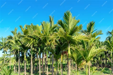 vochtmeter areca palm|areca palm trees cold.